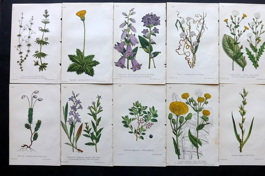 Hogg & Johnson C1870 Lot of 10 HCol Botanical Prints: Hand Coloured Lithographs Published 1863-1880, London for "The Wild Flowers of Great Britain" by Robert Hogg & George W. Johnson. Paper Size: 9 x 5.5 inch (23 x 14cm) Good Condition