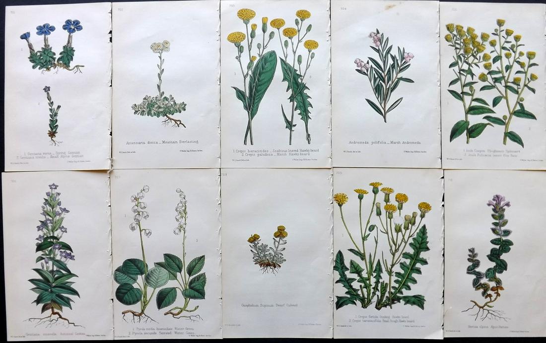 Hogg & Johnson C1870 Lot of 10 HCol Botanical Prints: Hand Coloured Lithographs Published 1863-1880, London for "The Wild Flowers of Great Britain" by Robert Hogg & George W. Johnson. Paper Size: 9 x 5.5 inch (23 x 14cm) Good Condition
