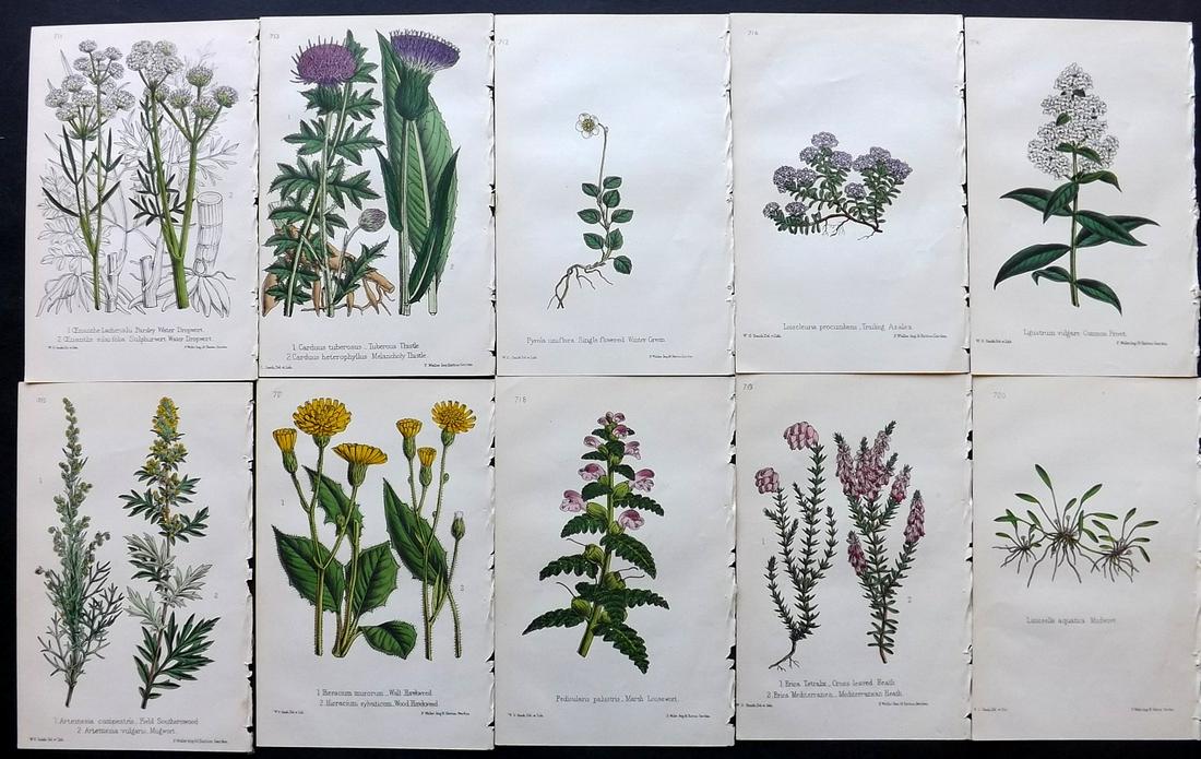 Hogg & Johnson C1870 Lot of 10 HCol Botanical Prints: Hand Coloured Lithographs Published 1863-1880, London for "The Wild Flowers of Great Britain" by Robert Hogg & George W. Johnson. Paper Size: 9 x 5.5 inch (23 x 14cm) Good Condition