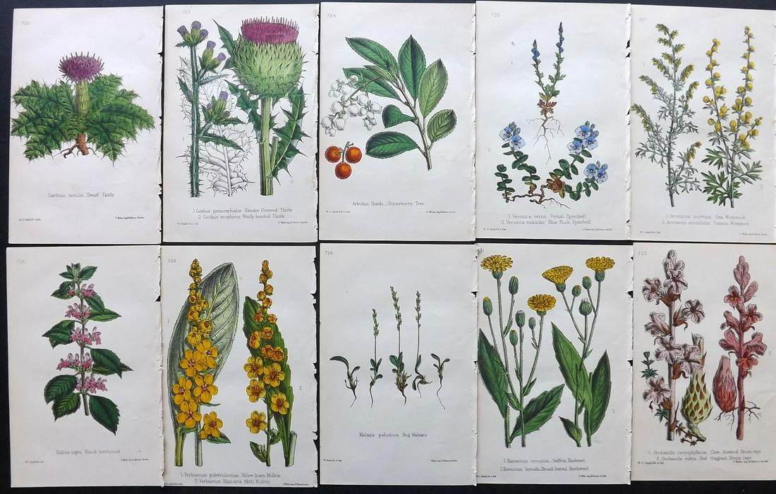 Hogg & Johnson C1870 Lot of 10 HCol Botanical Prints: Hand Coloured Lithographs Published 1863-1880, London for "The Wild Flowers of Great Britain" by Robert Hogg & George W. Johnson. Paper Size: 9 x 5.5 inch (23 x 14cm) Good Condition