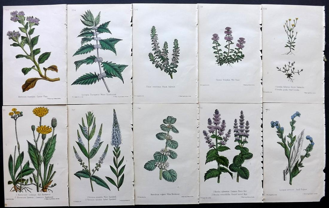 Hogg & Johnson C1870 Lot of 10 HCol Botanical Prints: Hand Coloured Lithographs Published 1863-1880, London for "The Wild Flowers of Great Britain" by Robert Hogg & George W. Johnson. Paper Size: 9 x 5.5 inch (23 x 14cm) Good Condition