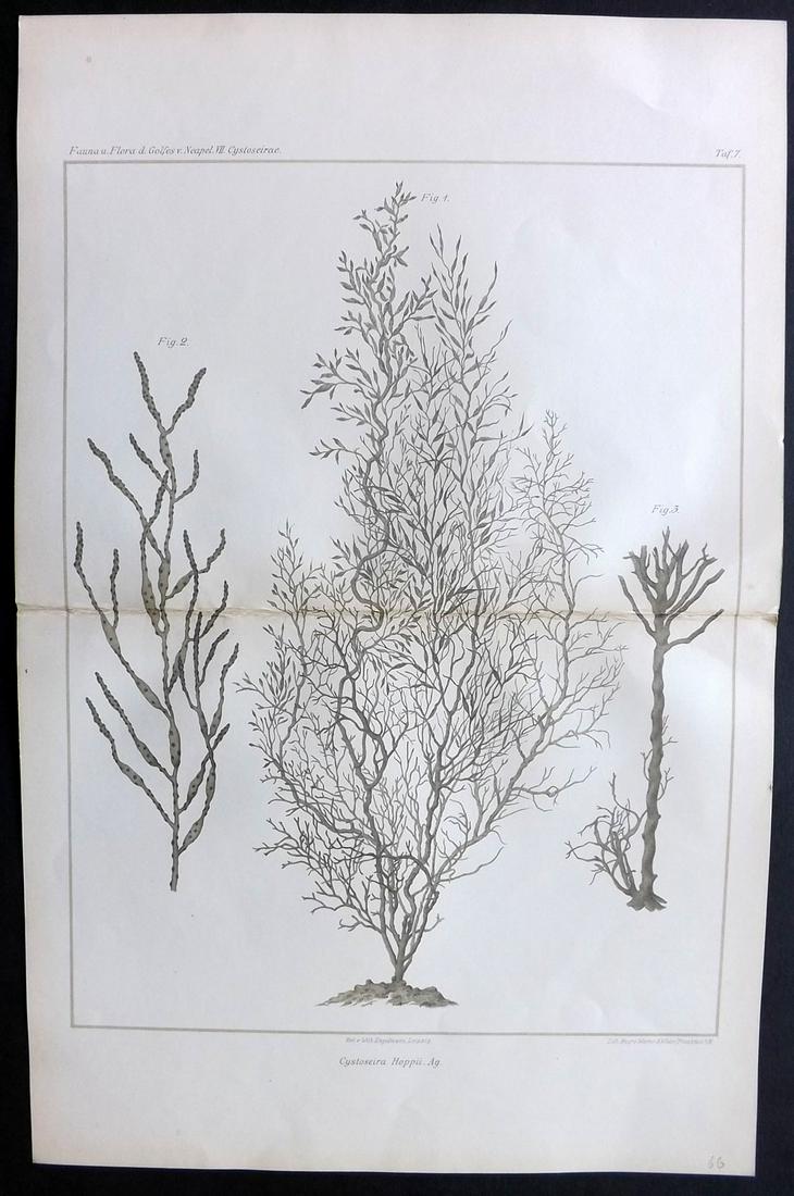 Naples Zoology Station 1883 Folio Seaweed Print: Folio Lithograph Published 1883, Leipzig for "Fauna und Flora des Golfes von Neapal" by The Zoologischen Station Zu Neapel. Paper Size: 17 x 11.5 inch (43 x 29cm) Good Condition