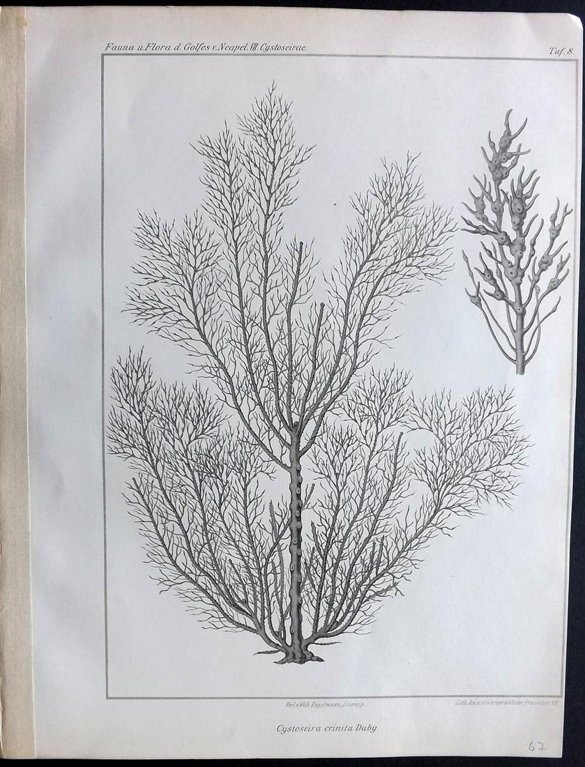 Naples Zoology Station 1883 Seaweed Print: Lithograph Published 1883, Leipzig for "Fauna und Flora des Golfes von Neapal" by The Zoologischen Station Zu Neapel. Paper Size: 11.5 x 9 inch (29 x 23cm) Good Condition