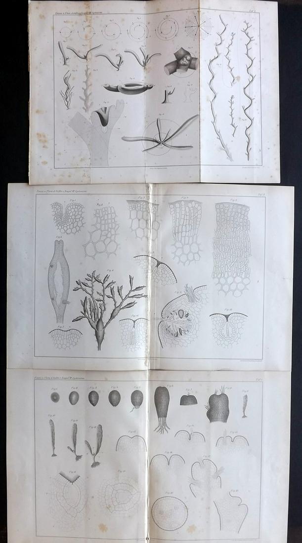 Naples Zoology Station 1883 Lot 3 Seaweed, Marine Print: Folio Lithographs Published 1883, Leipzig for "Fauna und Flora des Golfes von Neapal" by The Zoologischen Station Zu Neapel. Paper Size: 17 x 11.5 inch (43 x 29cm) Good Condition