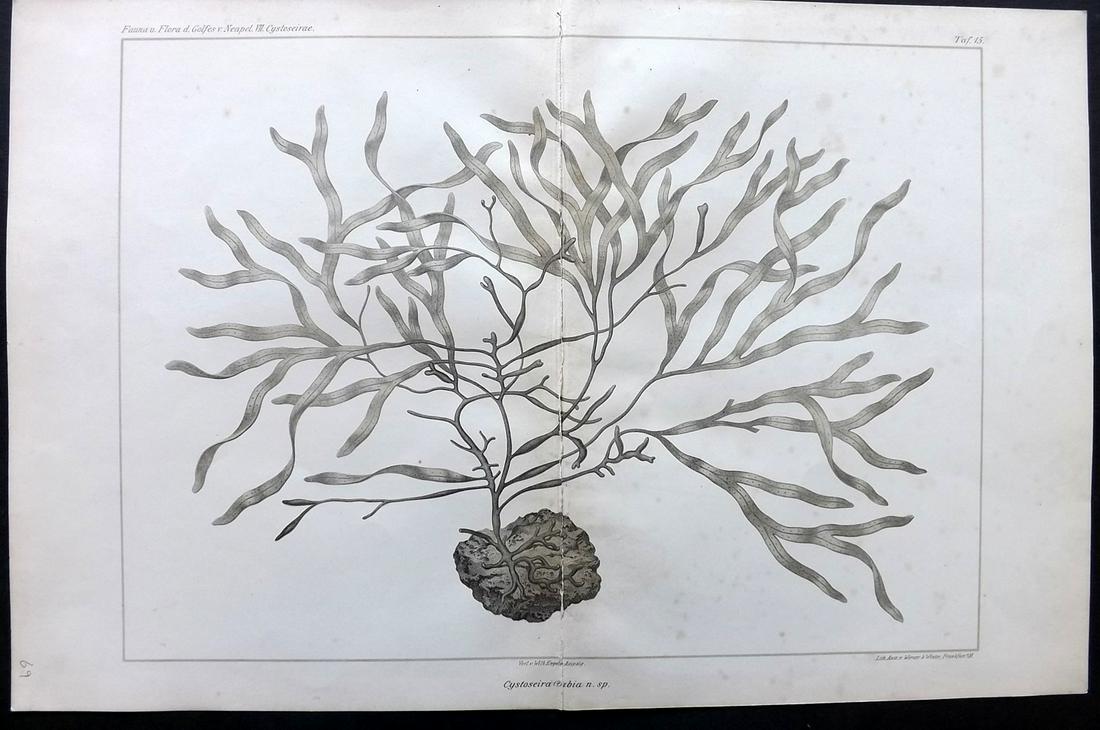 Naples Zoology Station 1883 Folio Seaweed Print: Folio Lithograph Published 1883, Leipzig for "Fauna und Flora des Golfes von Neapal" by The Zoologischen Station Zu Neapel. Paper Size: 17 x 11.5 inch (43 x 29cm) Some toning. Large closed centre fold