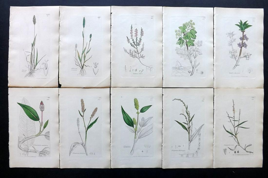 Sowerby, James C1840 Lot 10 Part HCol Botanical Prints: Partial Hand Colored Etchings only (as issued) Published London, 1832-46 for "English Botany; or, Coloured Figures of British Plants…" Second Edition by James Sowerby and Edward Smith. Paper Size: 9