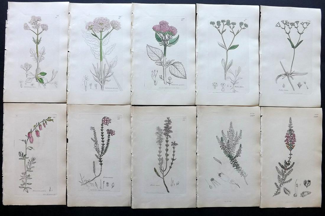 Sowerby, James C1840 Lot 10 Part HCol Botanical Prints: Partial Hand Colored Etchings only (as issued) Published London, 1832-46 for "English Botany; or, Coloured Figures of British Plants…" Second Edition by James Sowerby and Edward Smith. Paper Size: 9