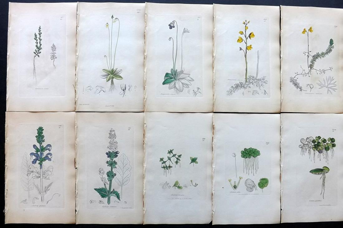 Sowerby, James C1840 Lot 10 Part HCol Botanical Prints: Partial Hand Colored Etchings only (as issued) Published London, 1832-46 for "English Botany; or, Coloured Figures of British Plants…" Second Edition by James Sowerby and Edward Smith. Paper Size: 9