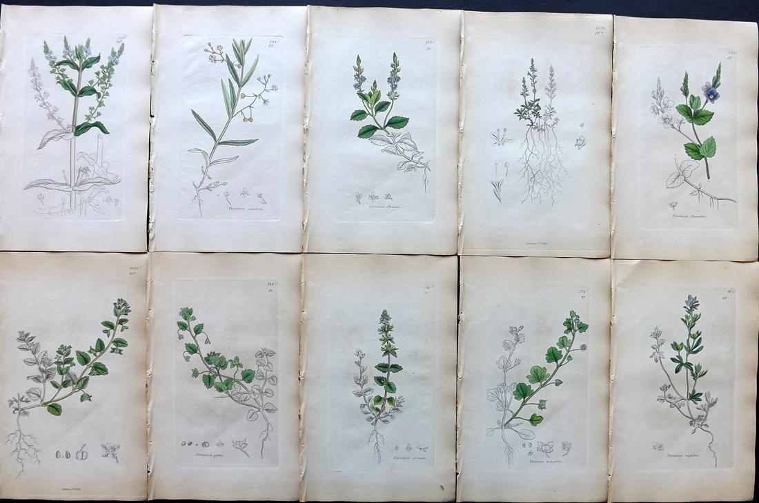Sowerby, James C1840 Lot 10 Part HCol Botanical Prints: Partial Hand Colored Etchings only (as issued) Published London, 1832-46 for "English Botany; or, Coloured Figures of British Plants…" Second Edition by James Sowerby and Edward Smith. Paper Size: 9