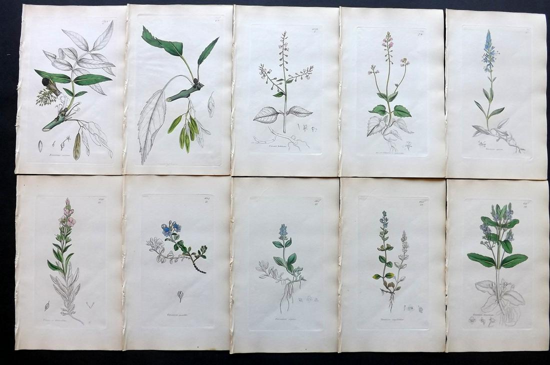 Sowerby, James C1840 Lot 10 Part HCol Botanical Prints: Partial Hand Colored Etchings only (as issued) Published London, 1832-46 for "English Botany; or, Coloured Figures of British Plants…" Second Edition by James Sowerby and Edward Smith. Paper Size: 9