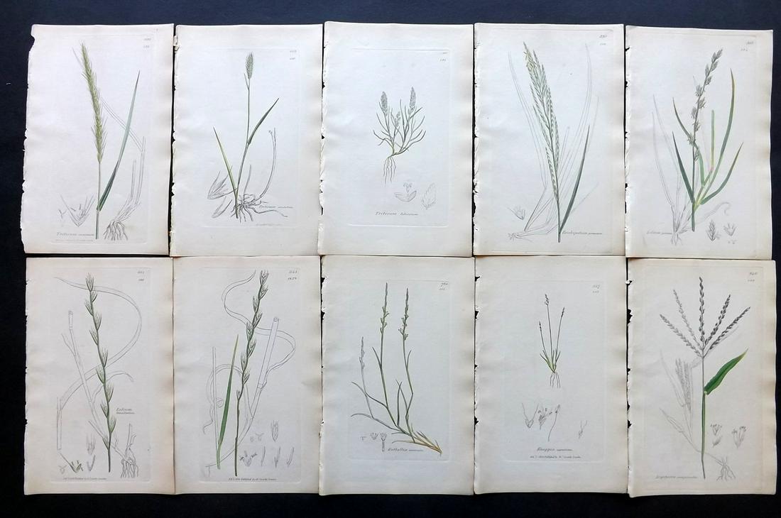 Sowerby, James C1840 Lot 10 Part HCol Botanical Prints: Partial Hand Colored Etchings only (as issued) Published London, 1832-46 for "English Botany; or, Coloured Figures of British Plants…" Second Edition by James Sowerby and Edward Smith. Paper Size: 9