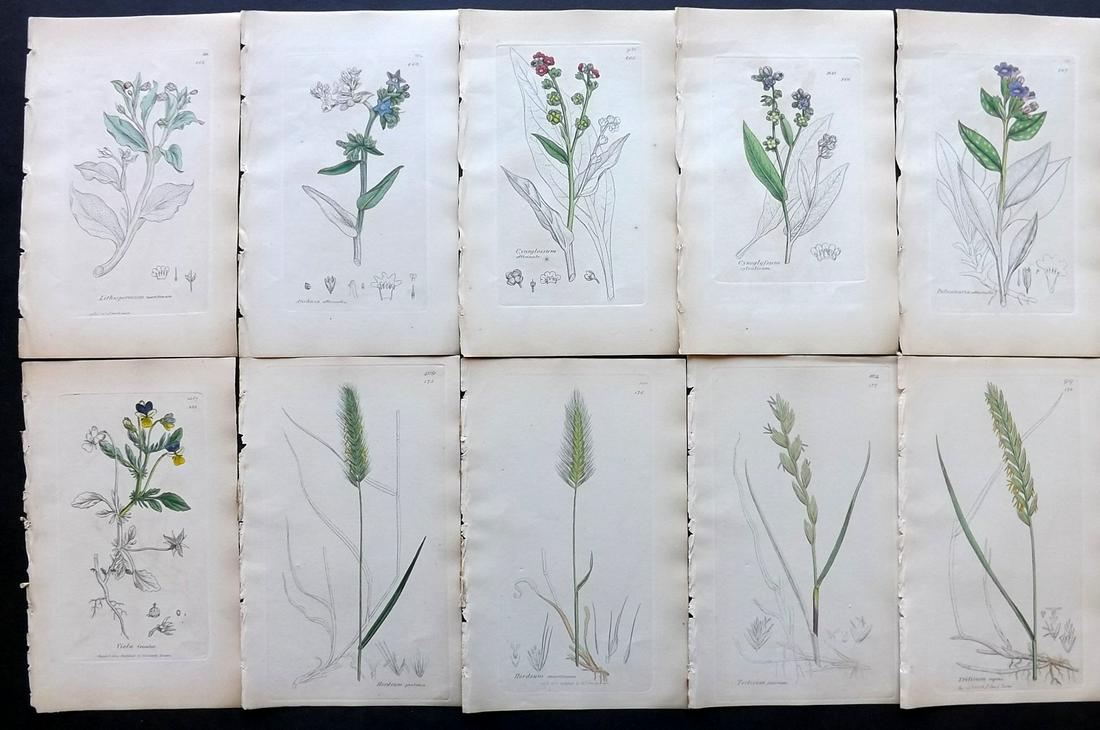 Sowerby, James C1840 Lot 10 Part HCol Botanical Prints: Partial Hand Colored Etchings only (as issued) Published London, 1832-46 for "English Botany; or, Coloured Figures of British Plants…" Second Edition by James Sowerby and Edward Smith. Paper Size: 9