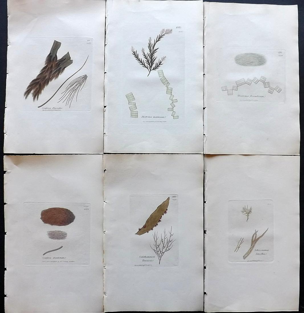 Sowerby, James C1840 Lot of 6 Hand Col Seaweed Prints: Partial Hand Colored Etchings only (as issued) Published London, 1832-46 for "English Botany; or, Coloured Figures of British Plants…" Second Edition by James Sowerby and Edward Smith. Paper Size: 9