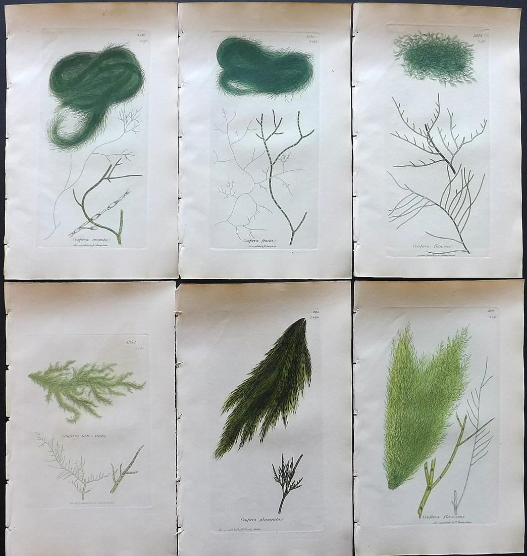 Sowerby, James C1840 Lot of 6 Hand Col Seaweed Prints (1 of 2)