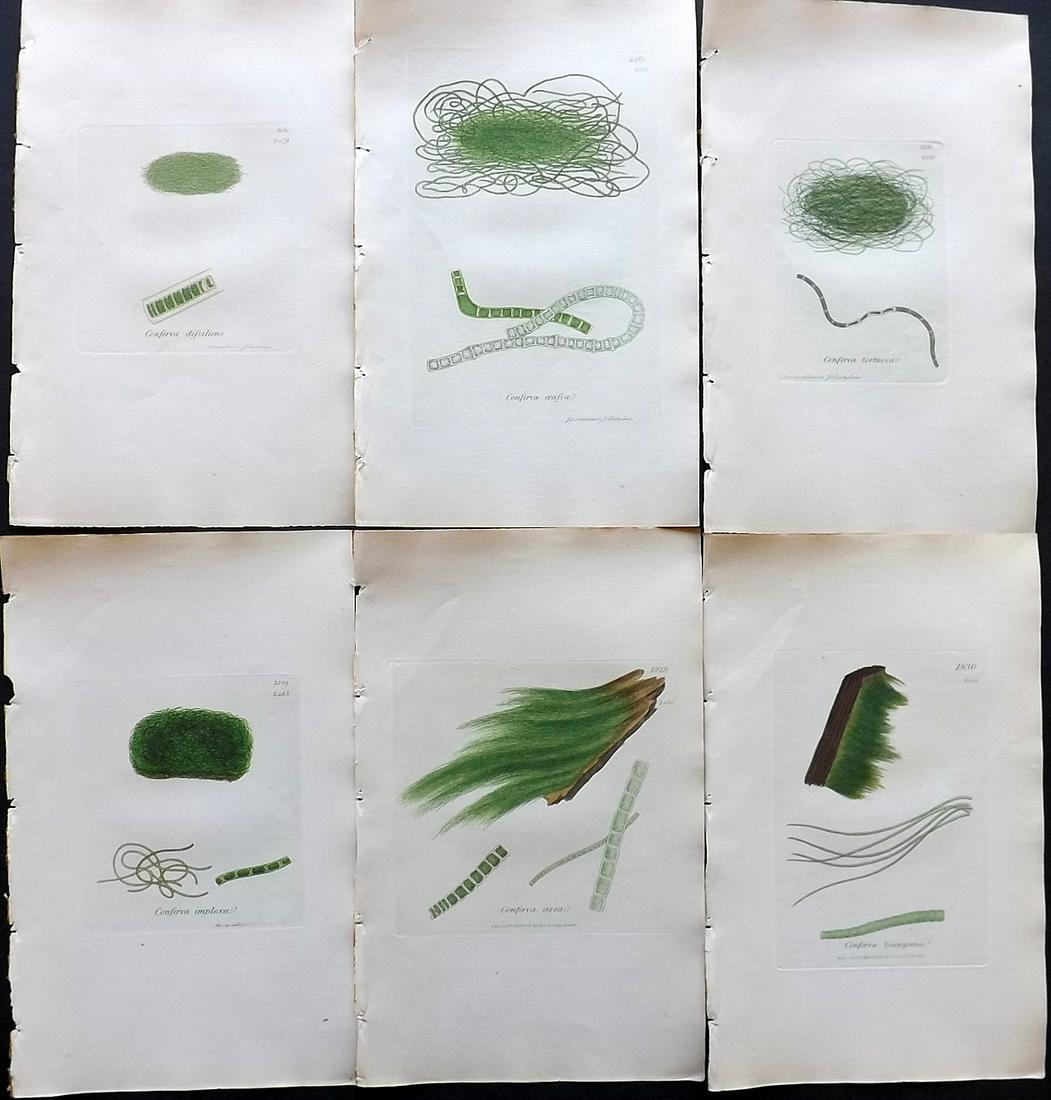 Sowerby, James C1840 Lot of 6 Hand Col Seaweed Prints: Partial Hand Colored Etchings only (as issued) Published London, 1832-46 for "English Botany; or, Coloured Figures of British Plants…" Second Edition by James Sowerby and Edward Smith. Paper Size: 9