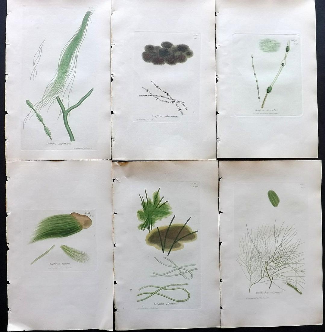 Sowerby, James C1840 Lot of 6 Hand Col Seaweed Prints (1 of 2)
