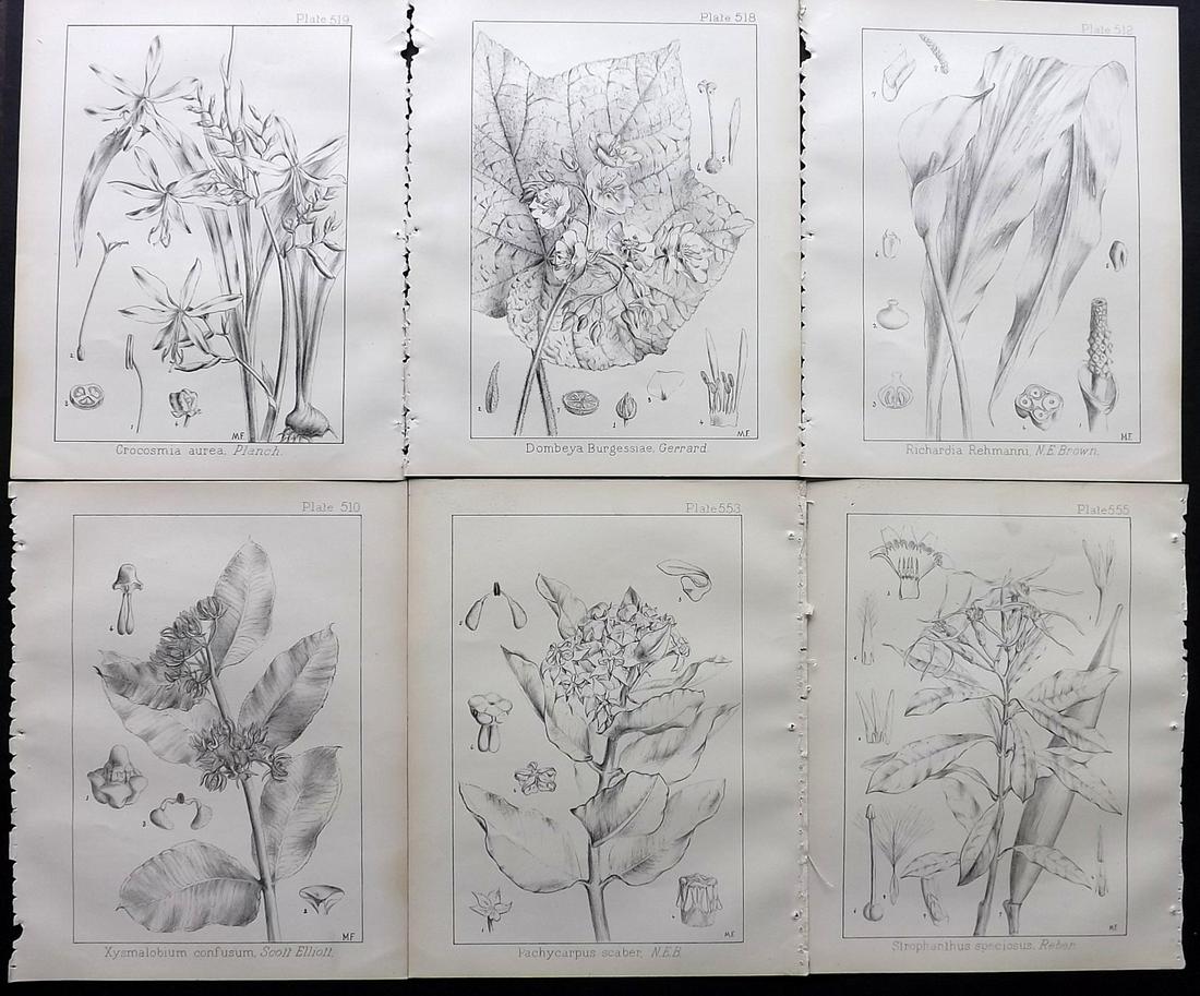 Wood, John 1909 Lot of 6 South African Botanical Prints: Lithographs Published 1898-1912, Durban for "Natal Plants" by John Medley Wood. Paper Size: 10 x 8 inch (26 x 21cm) Good Condition