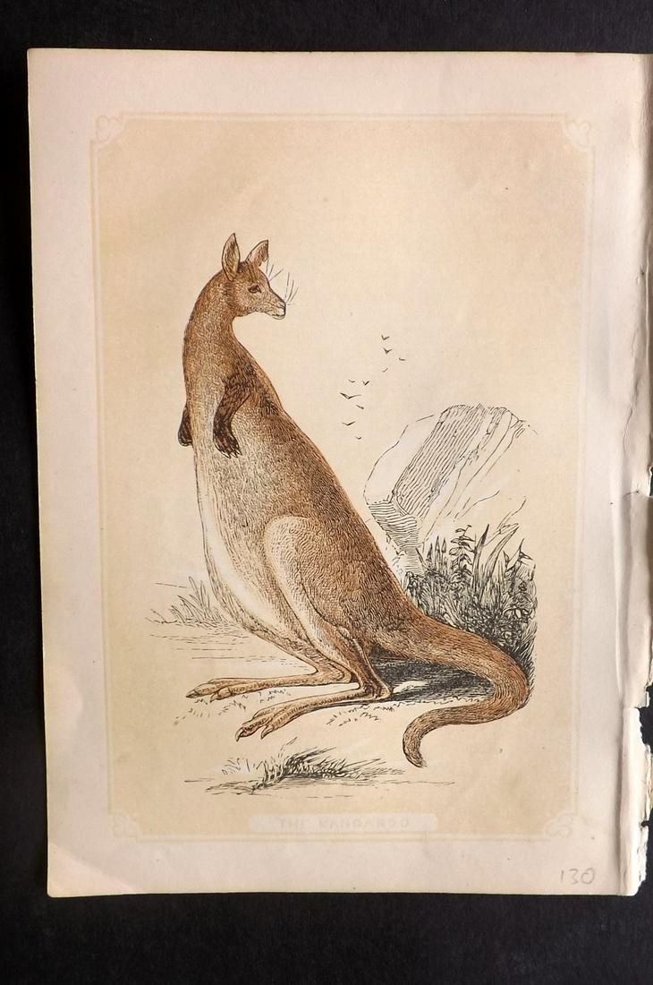 Bicknell, W. I. 1851 Antique Print. Australia Kangaroo: Woodblock Published 1851, London for "The Natural History of the Sacred Scriptures" by W. I. Bicknell. Paper Size: 6.5 x 5 inch (16.5 x 13cm) Good Condition
