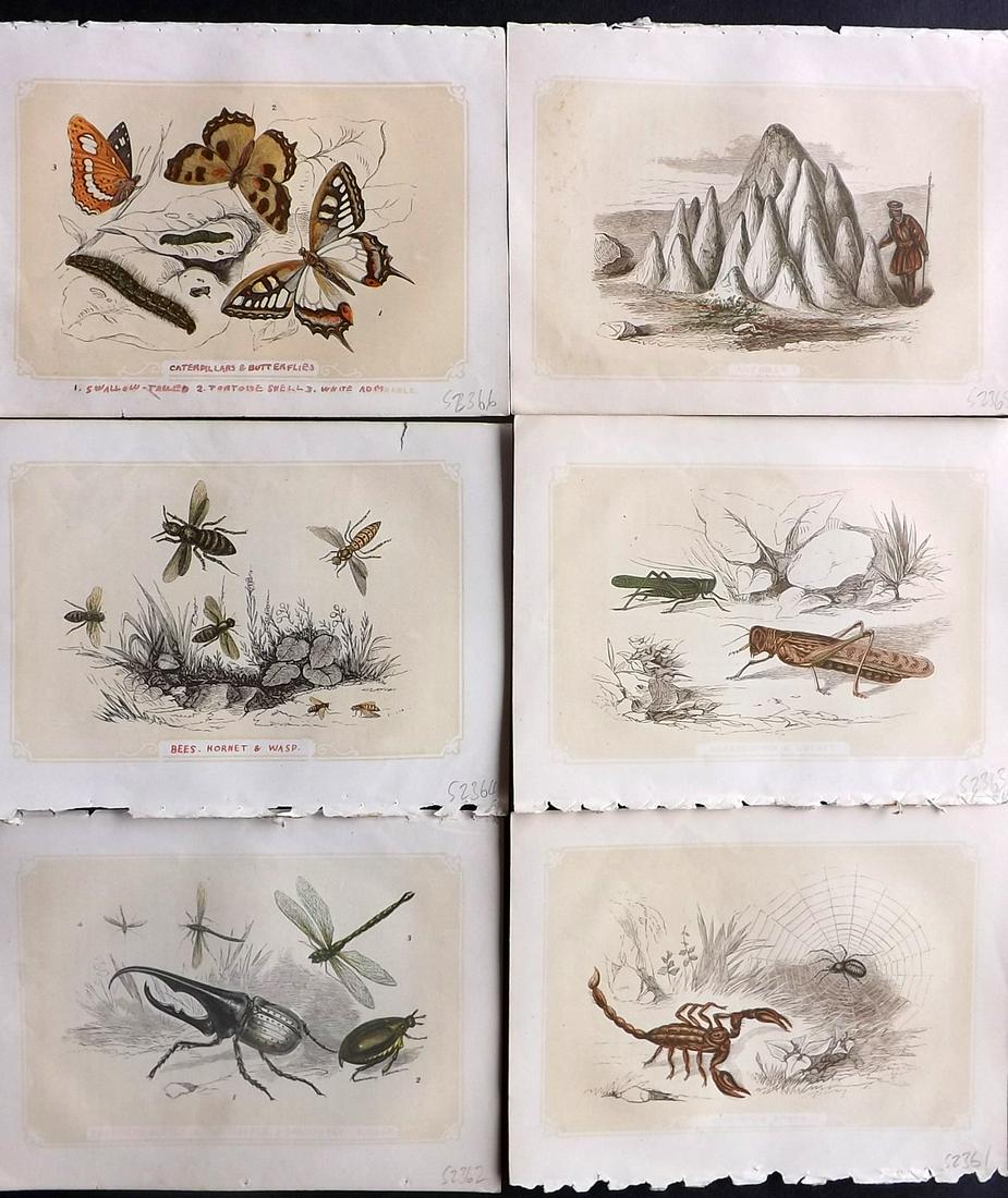 Bicknell, W. I. 1851 Lot of 6 Antique Insect Prints (1 of 2)