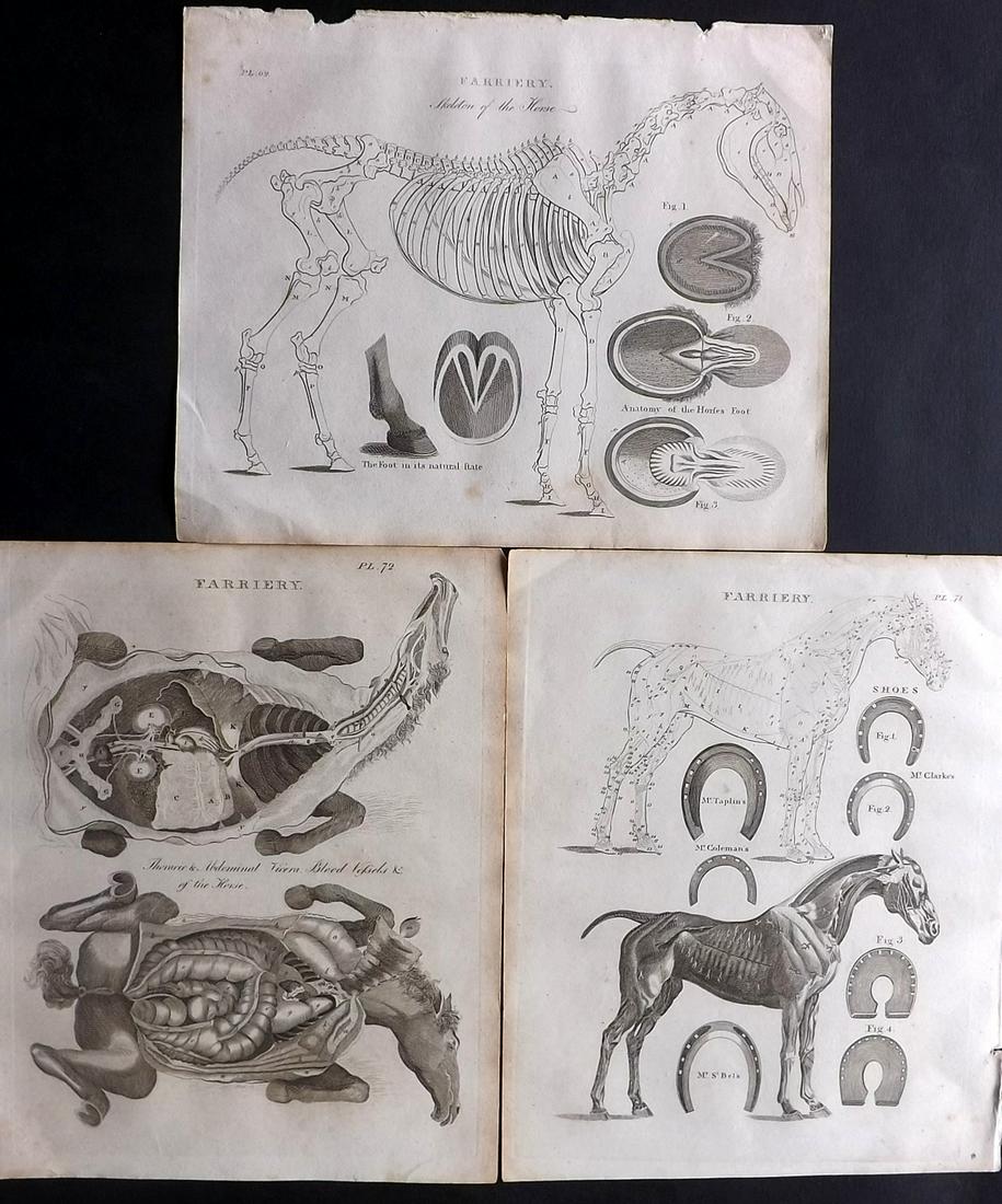 Russell, S. (Pub) 1806 Lot of 3 Horse Prints. Farriery: Copper Plates Published 1806, Manchester for "The British Encyclopaedia" by Various. Paper Size: 10 x 8 inch (26 x 21cm) Very minor toning, otherwise fine