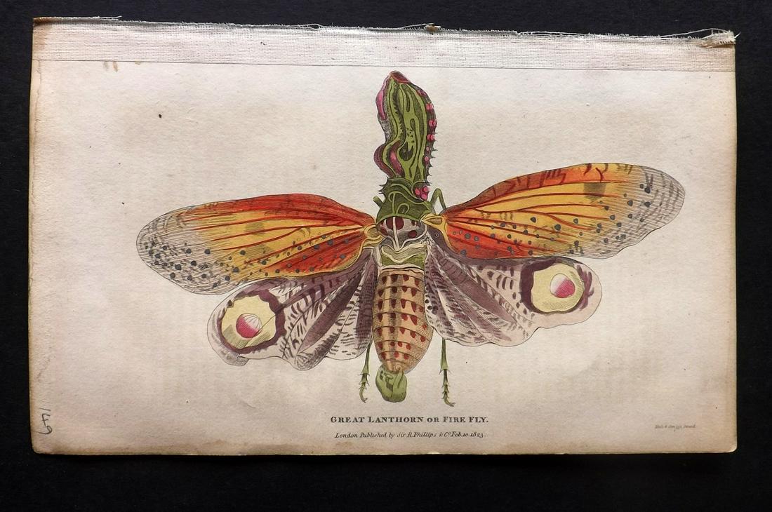 Shaw, Simeon 1823 HCol Print Great Lanthorn or Fire Fly: Hand Colored Copper Plate Published 1823, London for "Nature Displayed in the Heavens, and on the Earth" by Simeon Shaw. Paper Size: 8 x 4.5 inch (20 x 12cm) Very light background text offsetting. Goo