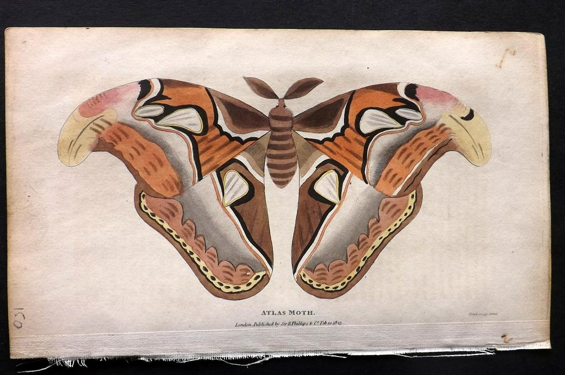 Shaw, Simeon 1823 HCol Print. Atlas Moth: Hand Colored Aquatint Etching Published 1823, London for "Nature Displayed in the Heavens, and on the Earth" by Simeon Shaw. Paper Size: 8 x 4.5 inch (20 x 12cm) Very light background text offsetting.