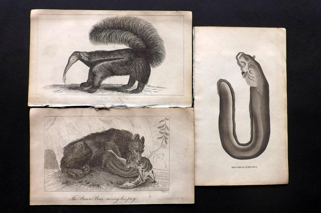 Shaw, Simeon 1823 Lot of 3 Natural History Prints: Ant Eater, Brown Bear and Electrical Gymnotus. Copper Plates Published 1823, London for "Nature Displayed in the Heavens, and on the Earth" by Simeon Shaw. Paper Size: 8 x 4.5 inch (20 x 12cm) Very mi