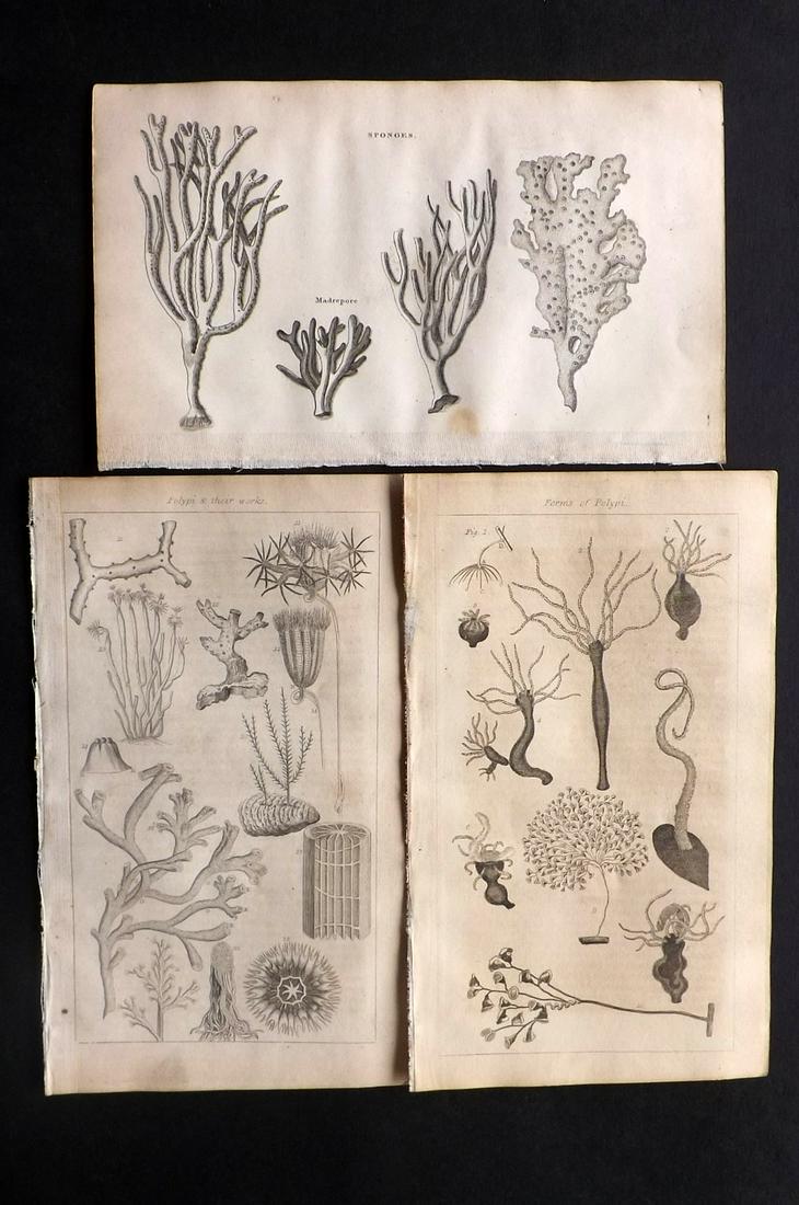 Shaw, Simeon 1823 Lot of 3 Prints - Coral, Sponges (1 of 2)