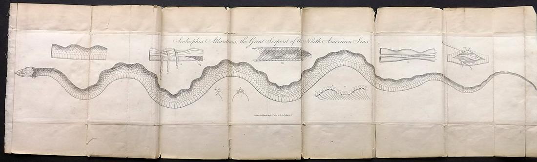 Shaw, Simeon 1823 LG Print. Great Serpent of N. America: Copper Plate Published 1823, London for "Nature Displayed in the Heavens, and on the Earth" by Simeon Shaw. Paper Size: 27.5 x 7.5 inch (70 x 19cm) Folds as issued. Re-margined with non matching paper