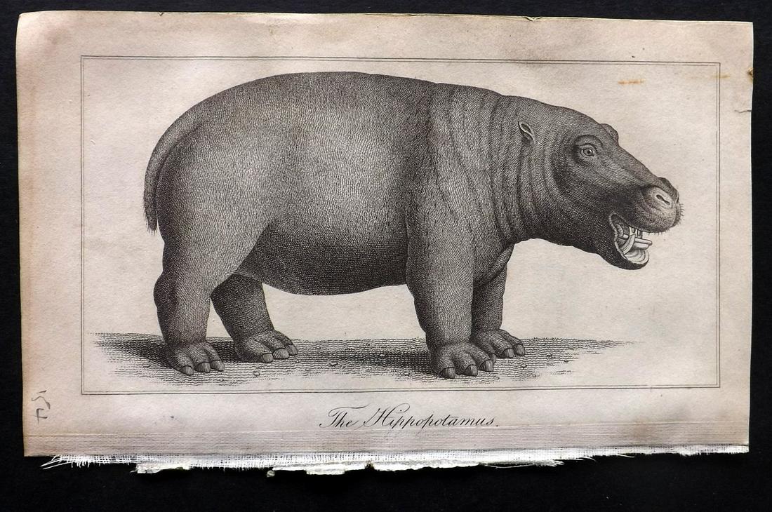 Shaw, Simeon 1823 Antique Print. Hippopotamus: Copper Plates Published 1823, London for "Nature Displayed in the Heavens, and on the Earth" by Simeon Shaw. Paper Size: 8 x 4.5 inch (20 x 12cm) Very minor toning. Minor Linen residue in lower margin