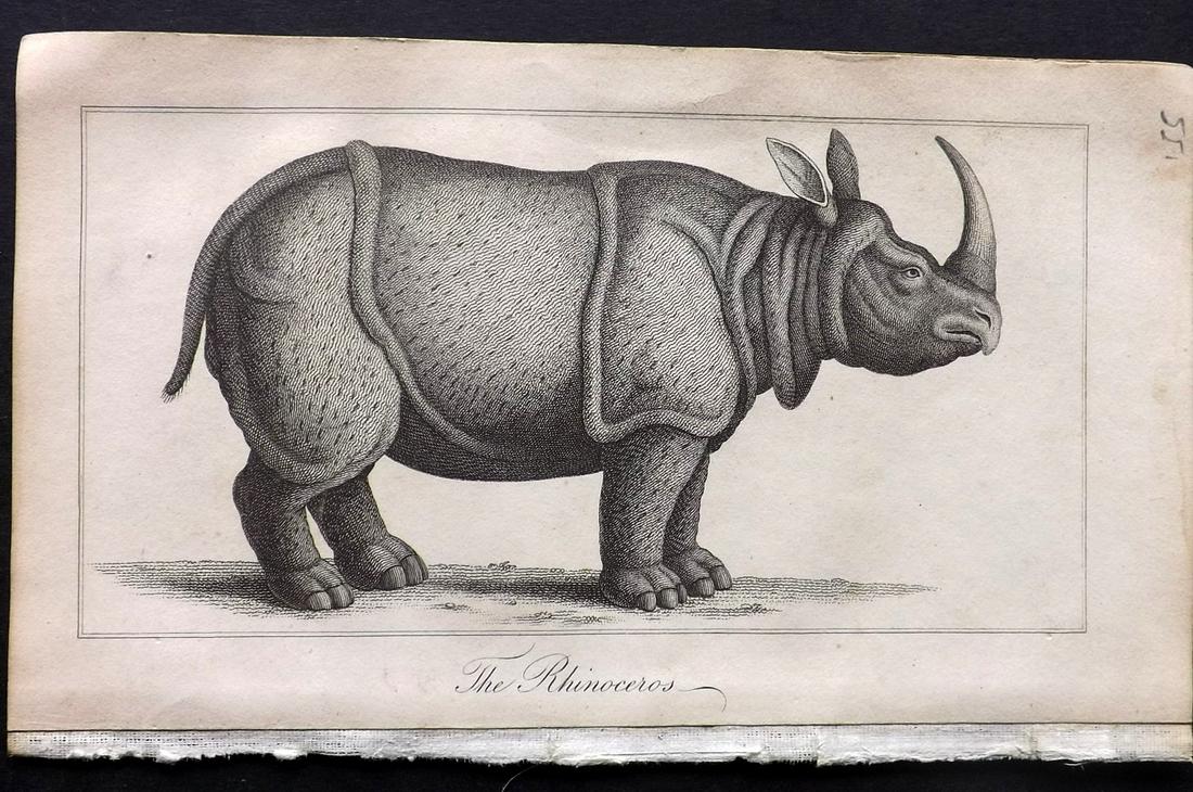 Shaw, Simeon 1823 Antique Print. Rhinoceros: Copper Plates Published 1823, London for "Nature Displayed in the Heavens, and on the Earth" by Simeon Shaw. Paper Size: 8 x 4.5 inch (20 x 12cm)