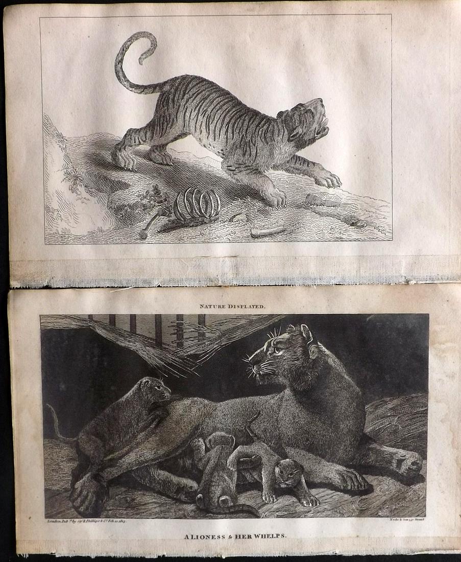 Shaw, Simeon 1823 Pair of Prints. Lion & Tiger (1 of 2)