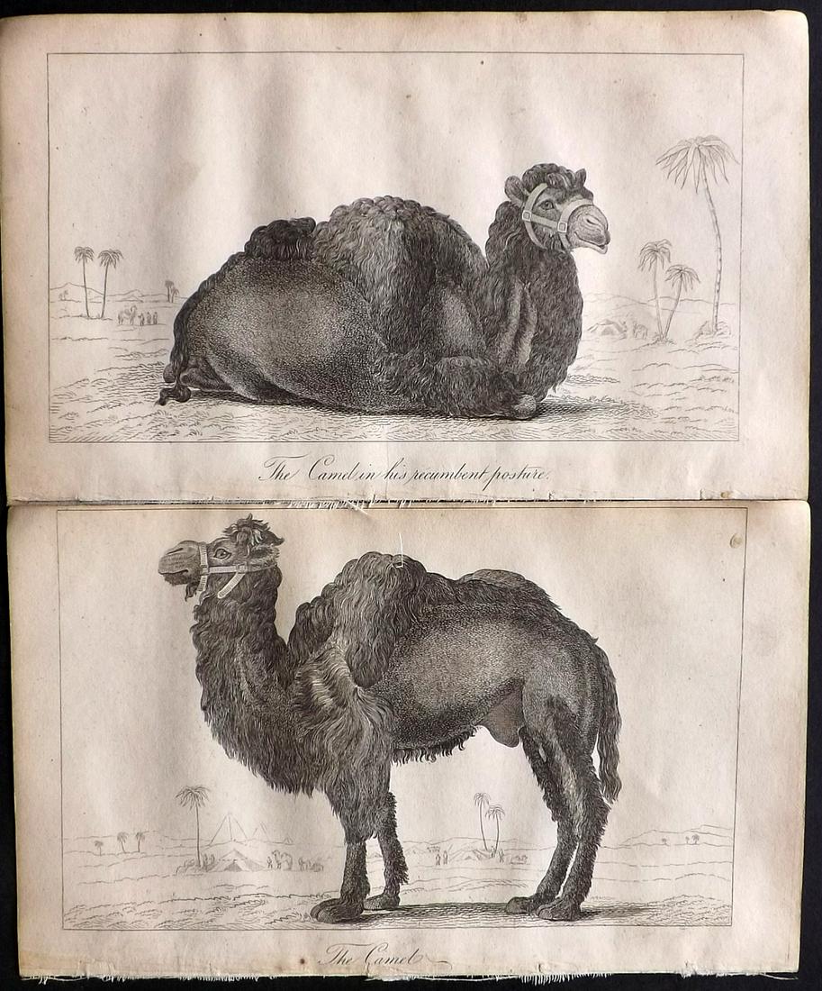Shaw, Simeon 1823 Pair of Camel Prints: Copper Plates Published 1823, London for "Nature Displayed in the Heavens, and on the Earth" by Simeon Shaw. Paper Size: 8 x 4.5 inch (20 x 12cm) Very minor toning. Good Condition