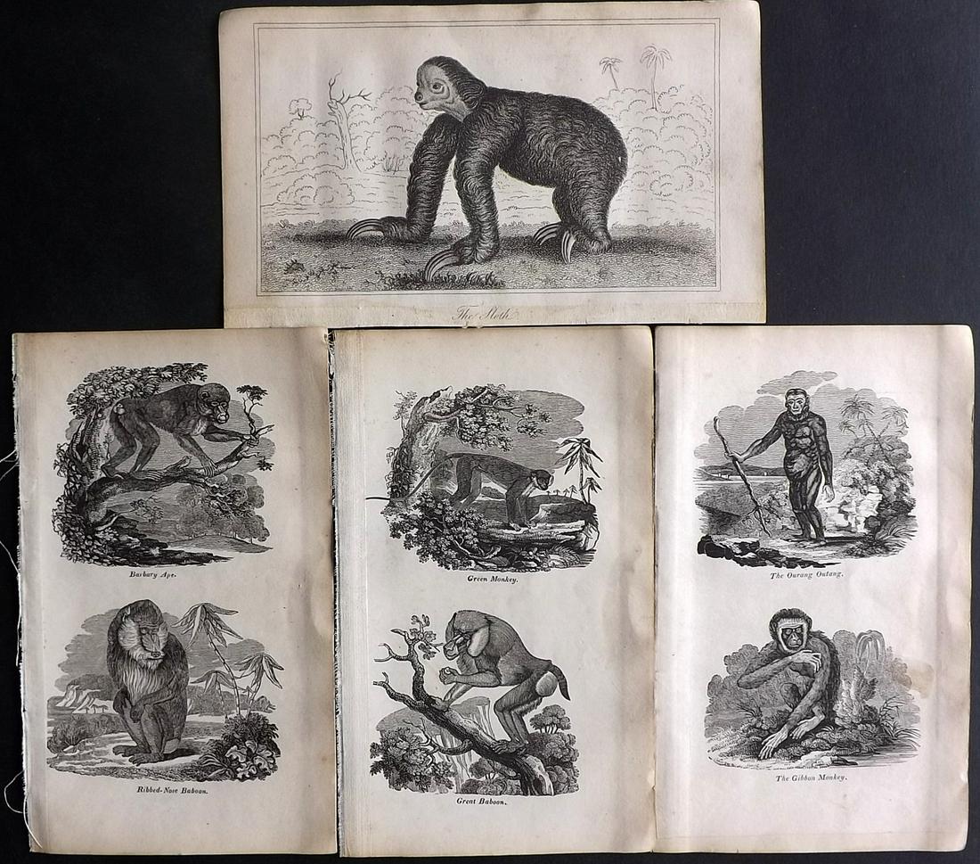 Shaw, Simeon 1823 Lot of 4 Prints. Monkeys, Sloth (1 of 2)