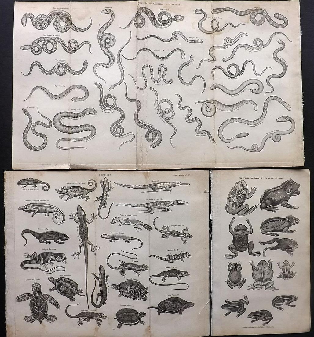 Shaw, Simeon 1823 Lot of 3 Reptile Prints. Snakes etc: Copper Plates Published 1823, London for "Nature Displayed in the Heavens, and on the Earth" by Simeon Shaw. Folds as issued. Paper Size: Up to 13 x 8 inch (33 x 20cm) Minor margin toning and staining