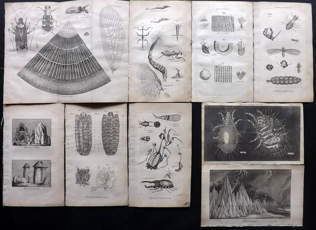 Shaw, Simeon 1823 Lot of 9 Insect etc Prints: Some are as observed under microscope. Copper Plates, Aquatints, Engravings and Etchings Published 1823, London for "Nature Displayed in the Heavens, and on the Earth" by Simeon Shaw. Paper Size: Up t