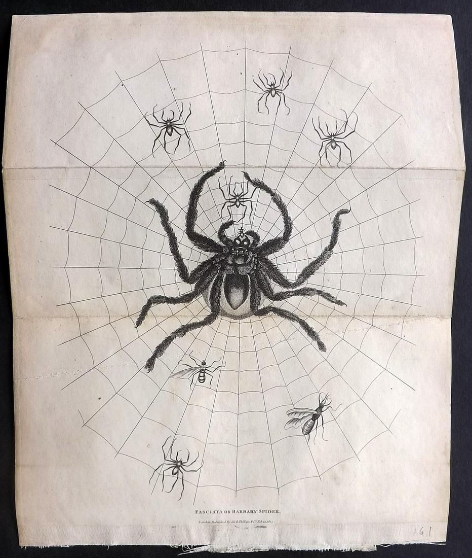 Shaw, Simeon 1823 Print. Fasciata or Barbary Spider: Copper Plate Published 1823, London for "Nature Displayed in the Heavens, and on the Earth" by Simeon Shaw. Folds as issed. Paper Size: 9.5 x 8 inch (24 x 20cm) Very minor toning, good condition