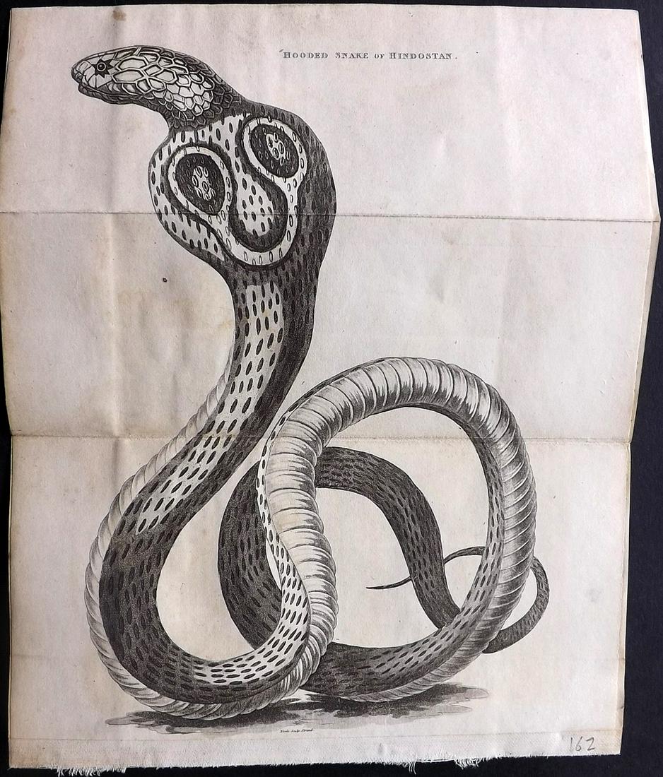Shaw, Simeon 1823 Print. Hooded Snake of Hindostan: Aquatint Published 1823, London for "Nature Displayed in the Heavens, and on the Earth" by Simeon Shaw. Folds as issed. Paper Size: 9.5 x 8 inch (24 x 20cm) Light background staining. Good Condition o