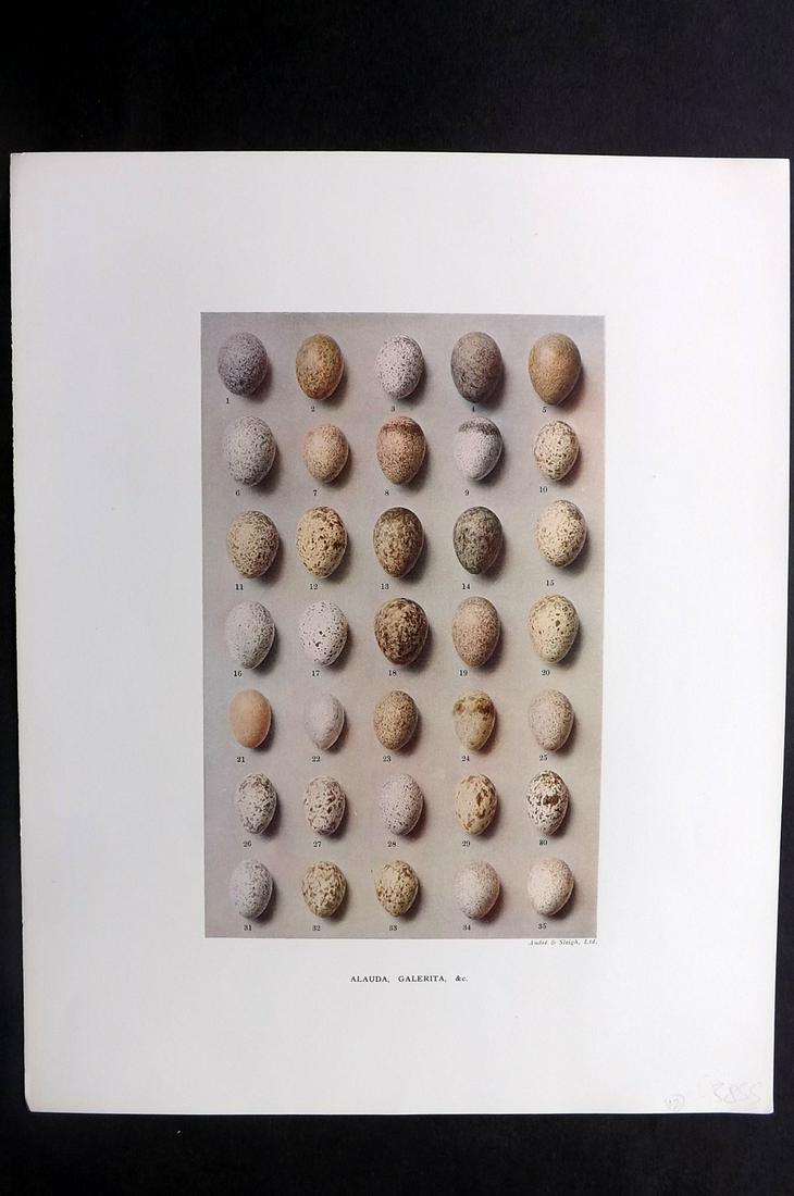 Dresser, Henry 1910 Bird Egg Print. Alaudia: Folio Halftone Lithograph Published 1905-10, London for "Eggs Of The Birds Of Europe..." by Henry Dresser. Rare. Paper Size: 13 x 10 inch (33 x 25cm) Good Condition