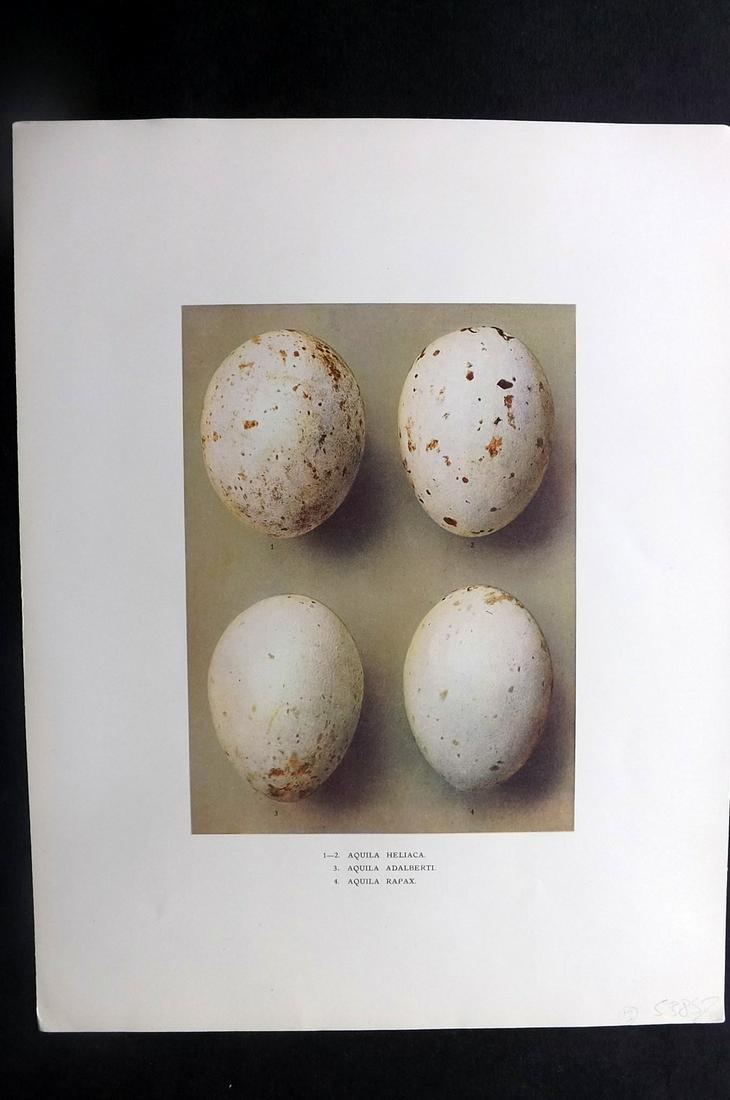 Dresser, Henry 1910 Bird Egg Print. Aquila: Folio Halftone Lithograph Published 1905-10, London for "Eggs Of The Birds Of Europe..." by Henry Dresser. Rare. Paper Size: 13 x 10 inch (33 x 25cm) Good Condition