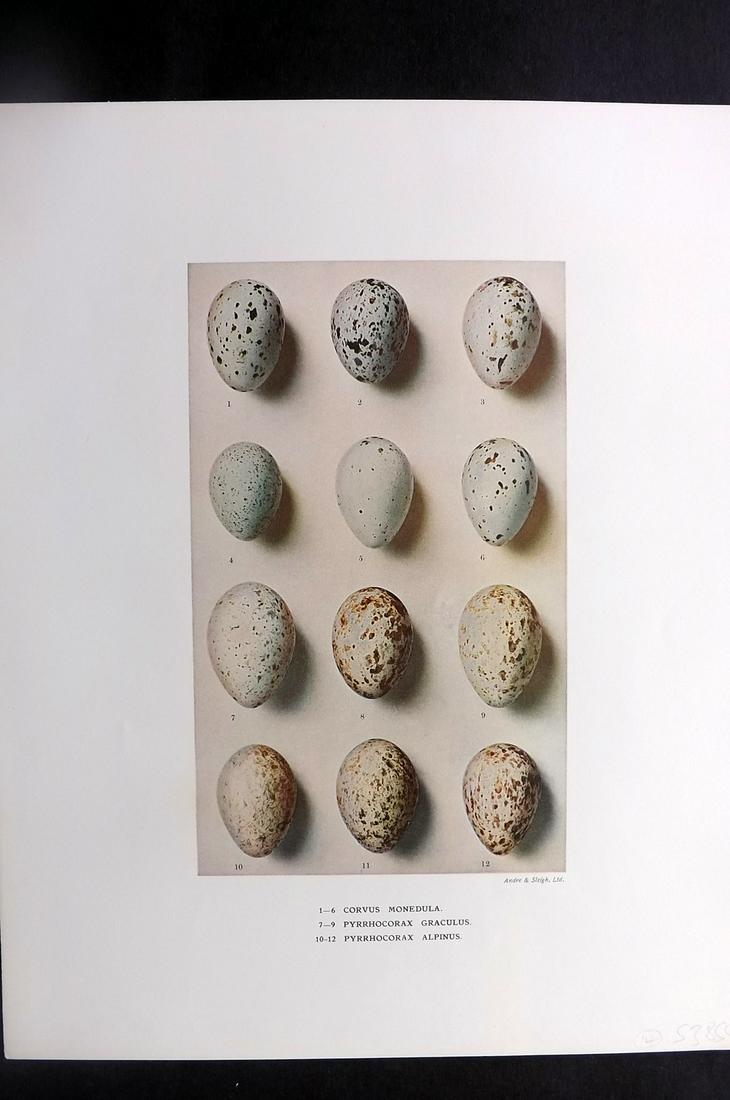 Dresser, Henry 1910 Bird Egg Print. Corvus etc: Folio Halftone Lithograph Published 1905-10, London for "Eggs Of The Birds Of Europe..." by Henry Dresser. Rare. Paper Size: 13 x 10 inch (33 x 25cm) Good Condition