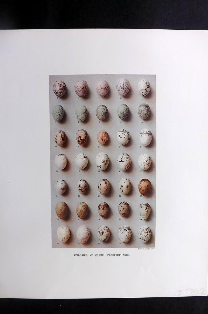 Dresser, Henry 1910 Bird Egg Print. Emberiza: Folio Halftone Lithograph Published 1905-10, London for "Eggs Of The Birds Of Europe..." by Henry Dresser. Rare. Paper Size: 13 x 10 inch (33 x 25cm) Good Condition