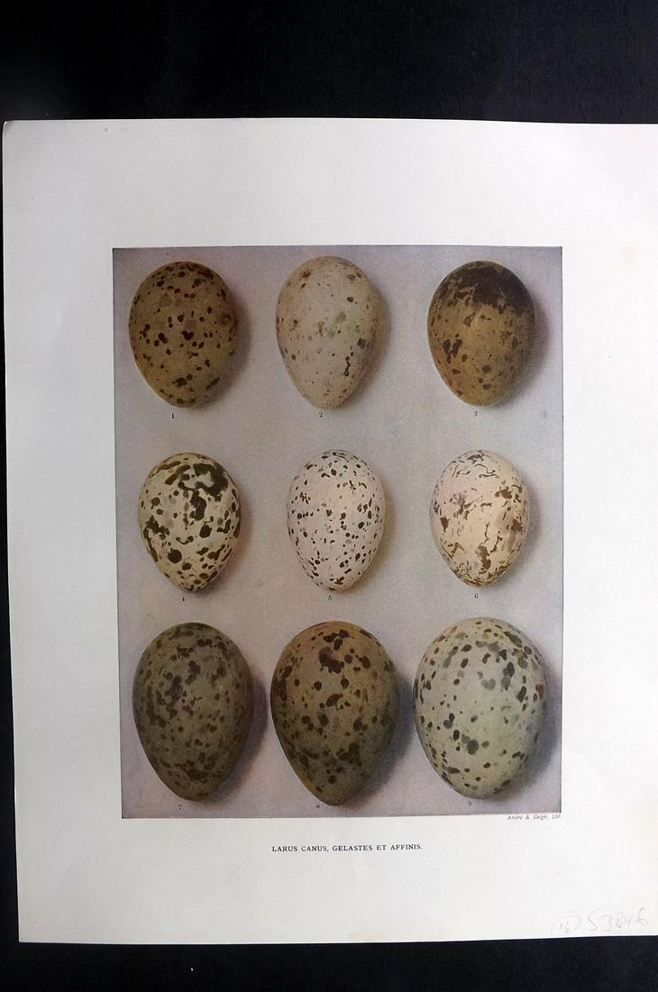 Dresser, Henry 1910 Bird Egg Print. Larus Canus (1 of 2)