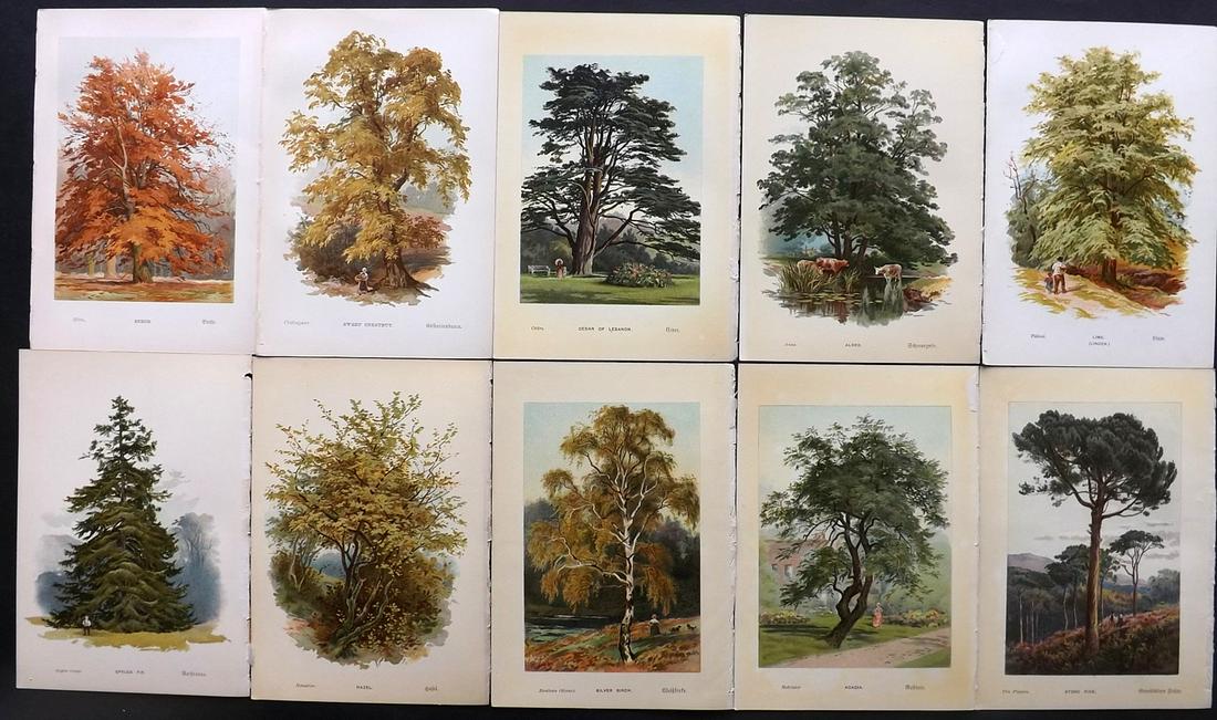 Boulger, George 1888 Lot of 10 First Ed. Tree Prints (1 of 2)