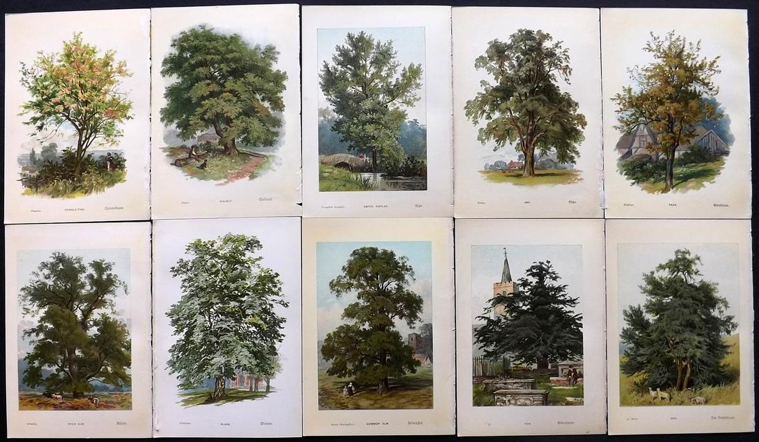 Boulger, George 1888 Lot of 10 First Ed. Tree Prints (1 of 2)