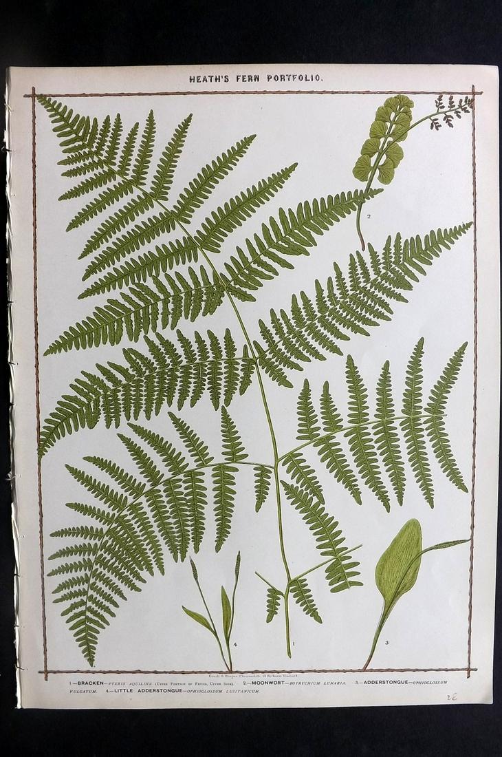 Heath, Francis 1885 Large Fern Print. Adderstongue (1 of 2)