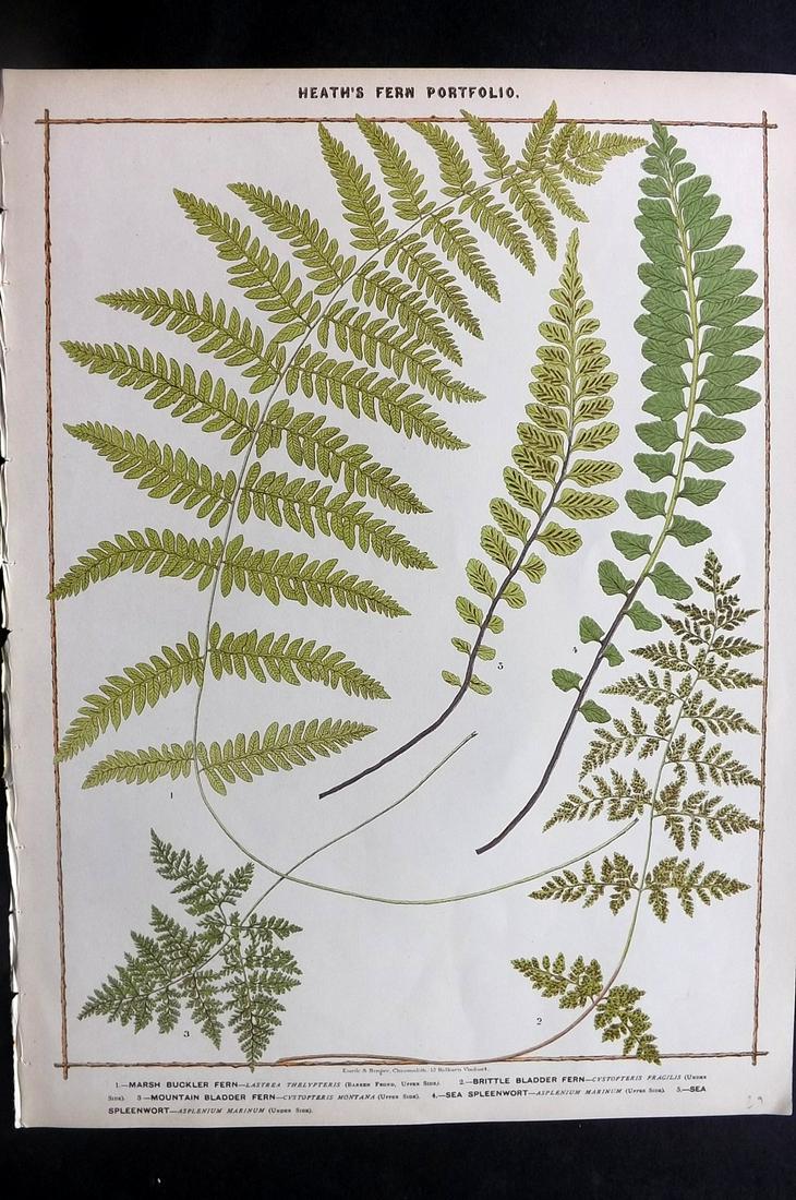 Heath, Francis 1885 Large Fern Print. Bladder Fern (1 of 2)