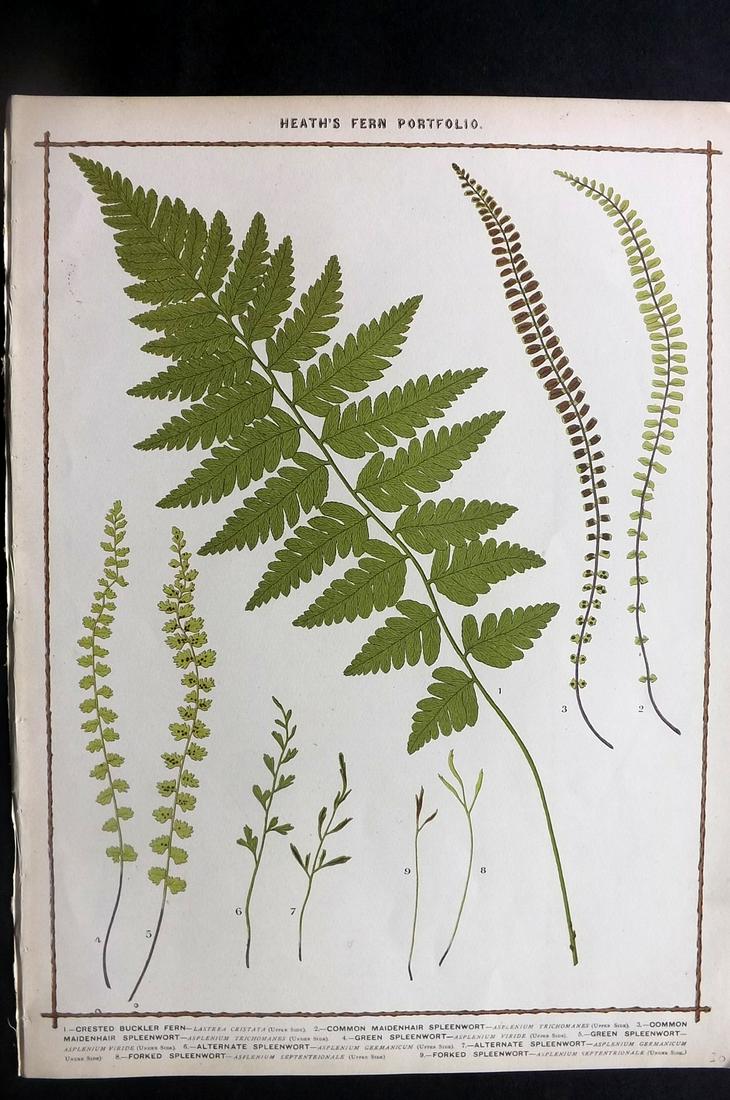 Heath, Francis 1885 Large Fern Print. Spleenwort (1 of 2)