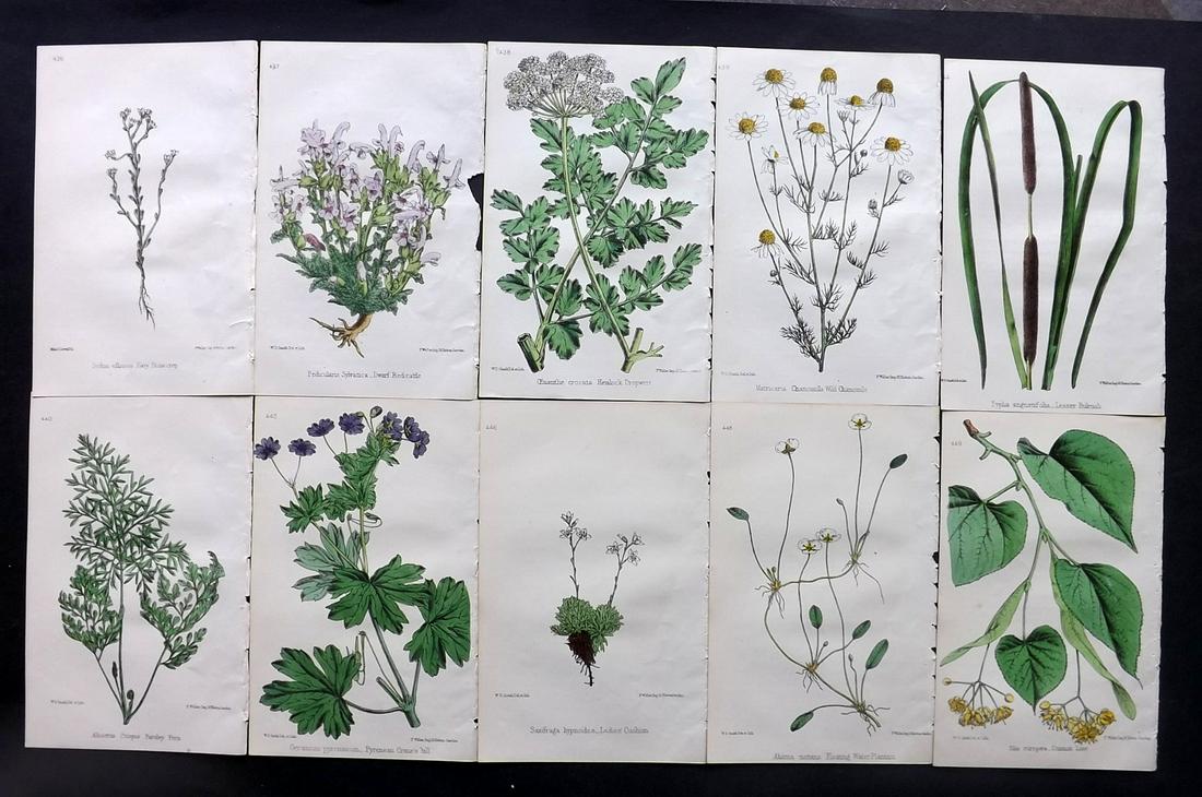 Hogg & Johnson C1870 Lot of 10 HCol Botanical Prints: Hand Coloured Lithographs Published 1863-1880, London for "The Wild Flowers of Great Britain" by Robert Hogg & George W. Johnson. Paper Size: 9 x 5.5 inch (23 x 14cm) Good Condition