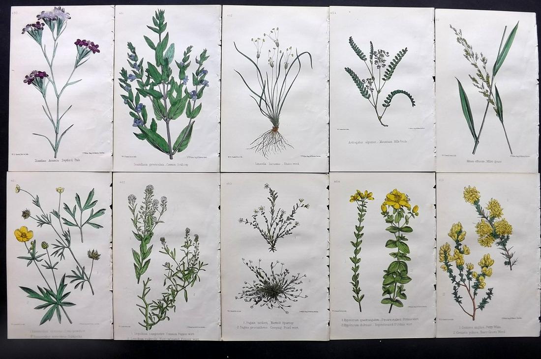 Hogg & Johnson C1870 Lot of 10 HCol Botanical Prints: Hand Coloured Lithographs Published 1863-1880, London for "The Wild Flowers of Great Britain" by Robert Hogg & George W. Johnson. Paper Size: 9 x 5.5 inch (23 x 14cm) Good Condition